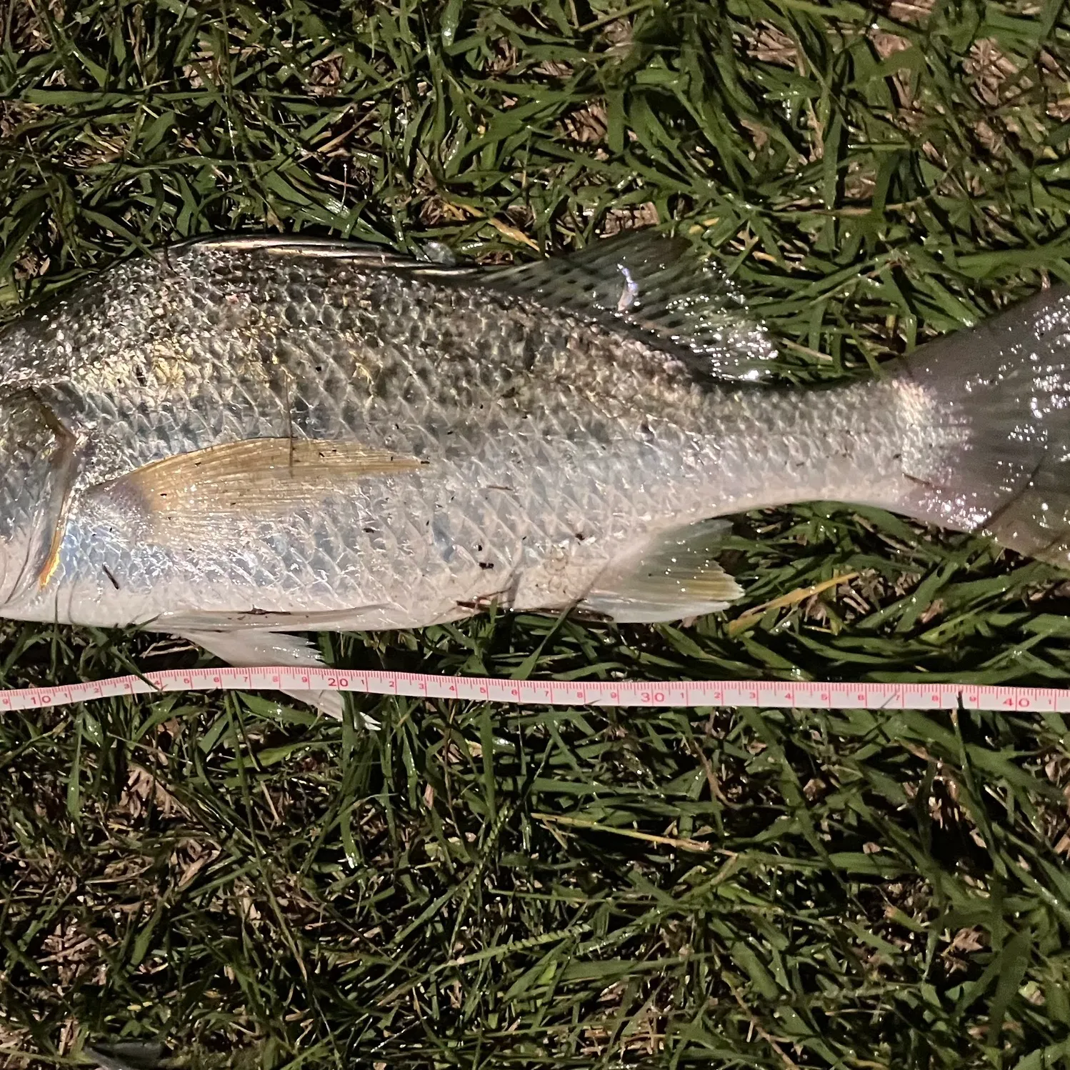 The most recent Javelin grunter catches on Fishbrain