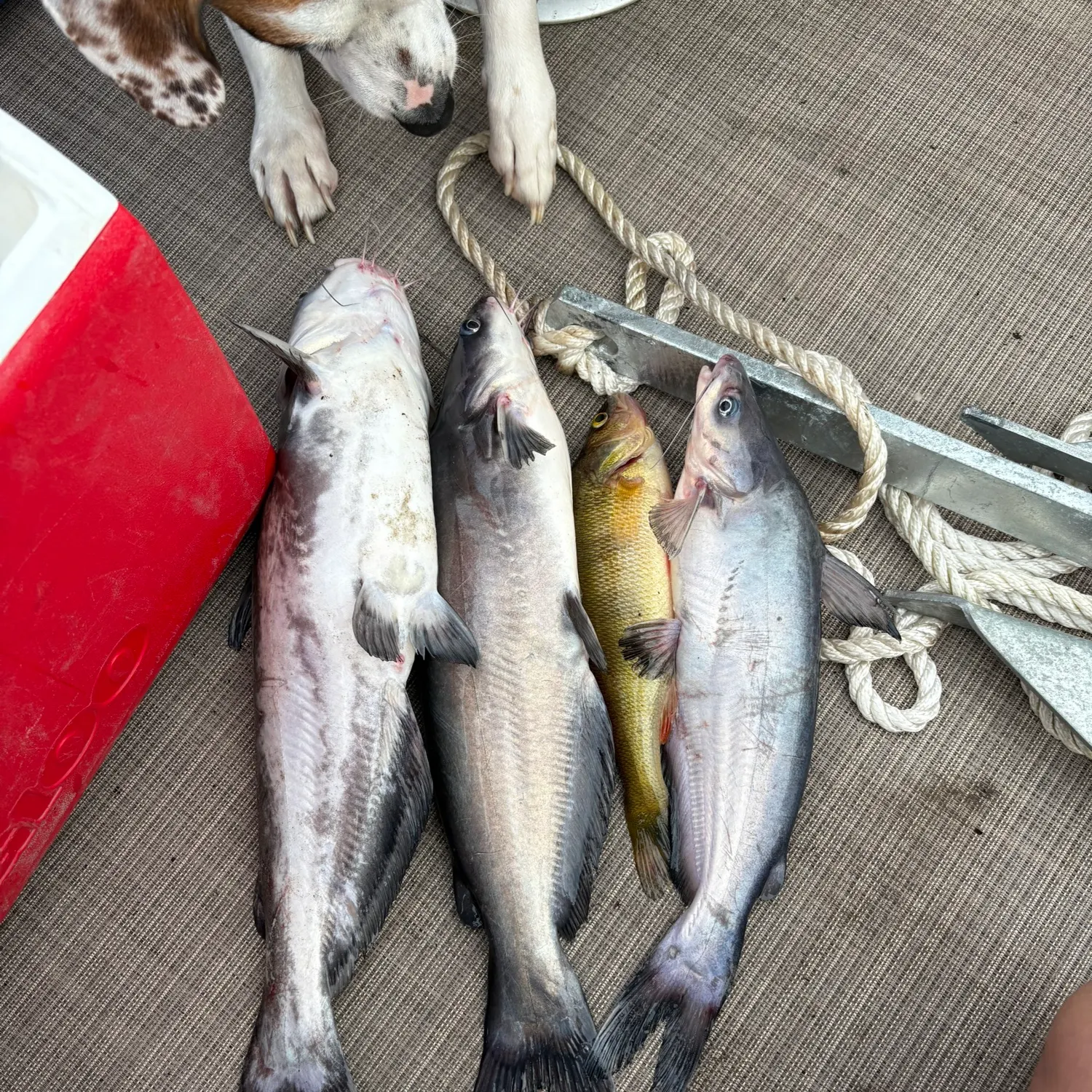 recently logged catches