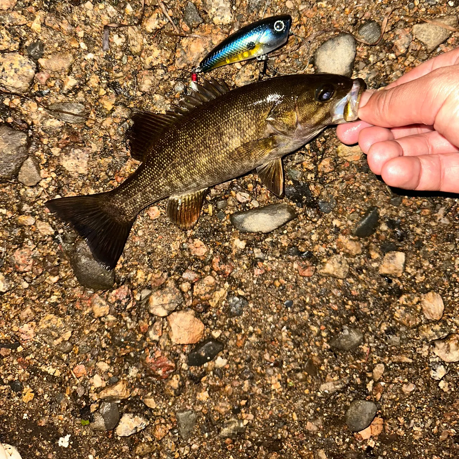 Smallmouth bass caught on Fishbrain