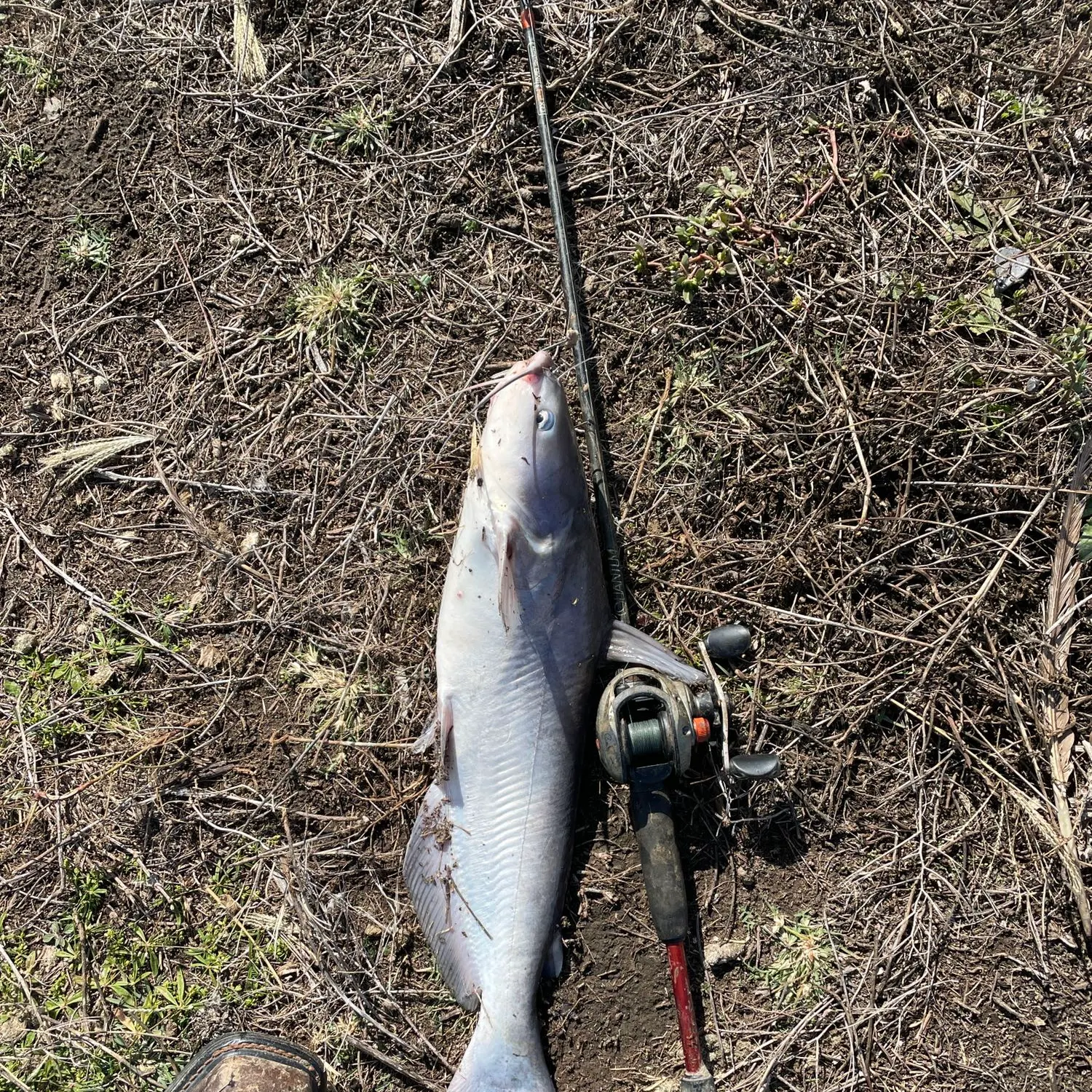 angler catch