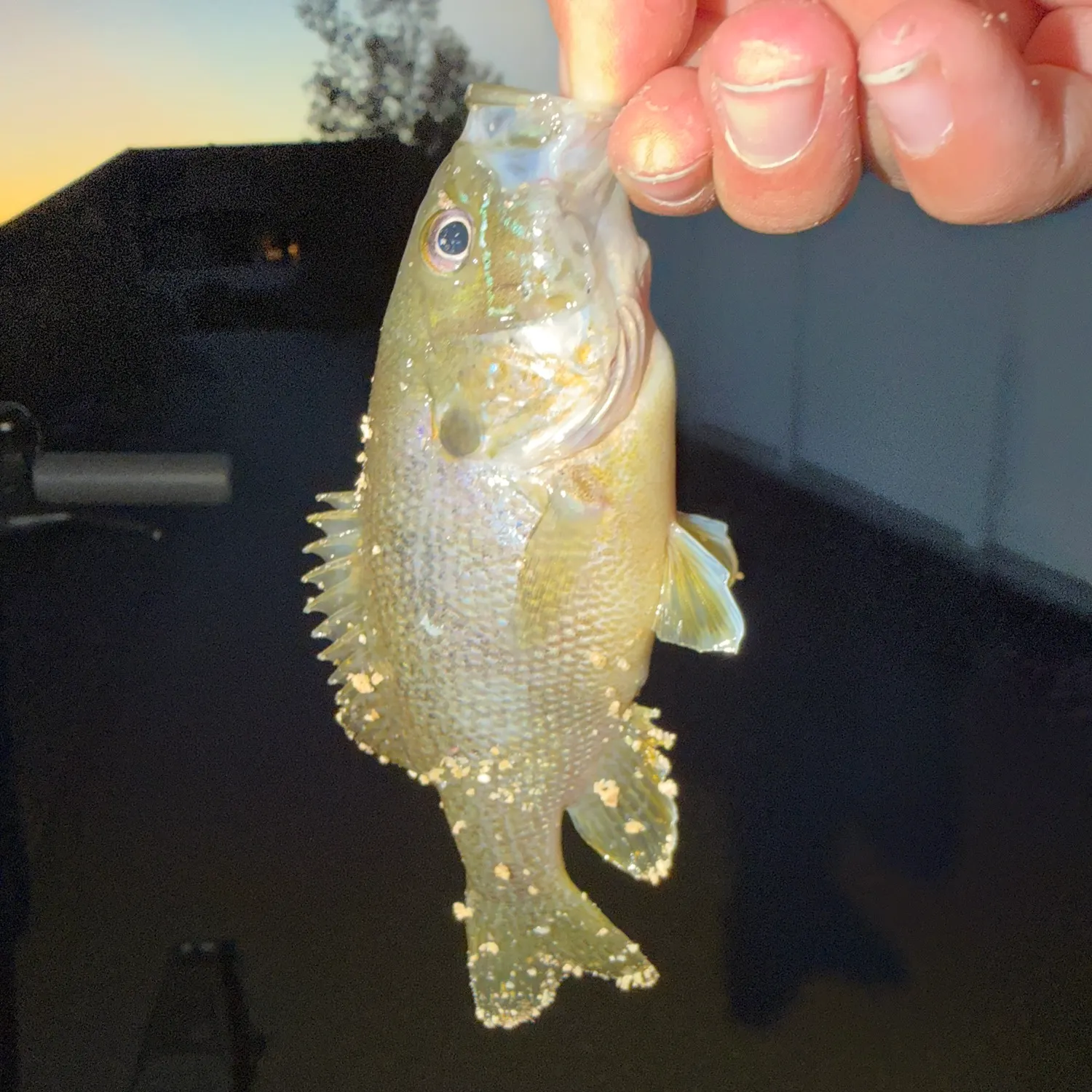 Green sunfish caught on Fishbrain