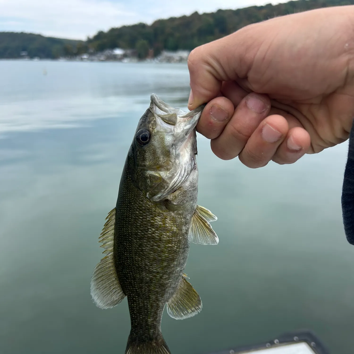 Smallmouth bass caught on Fishbrain