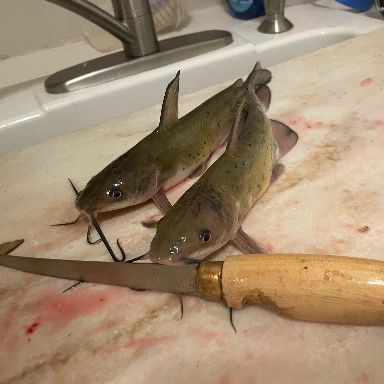 Channel catfish caught on Fishbrain