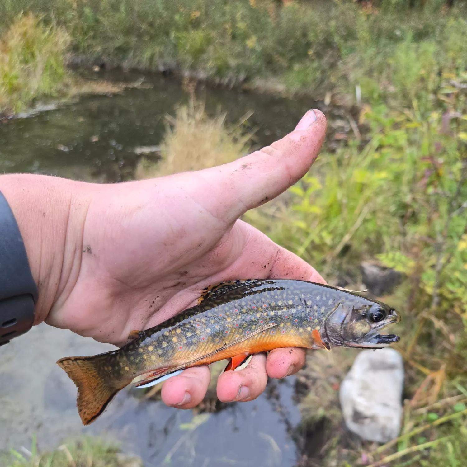 Brook trout caught on Fishbrain