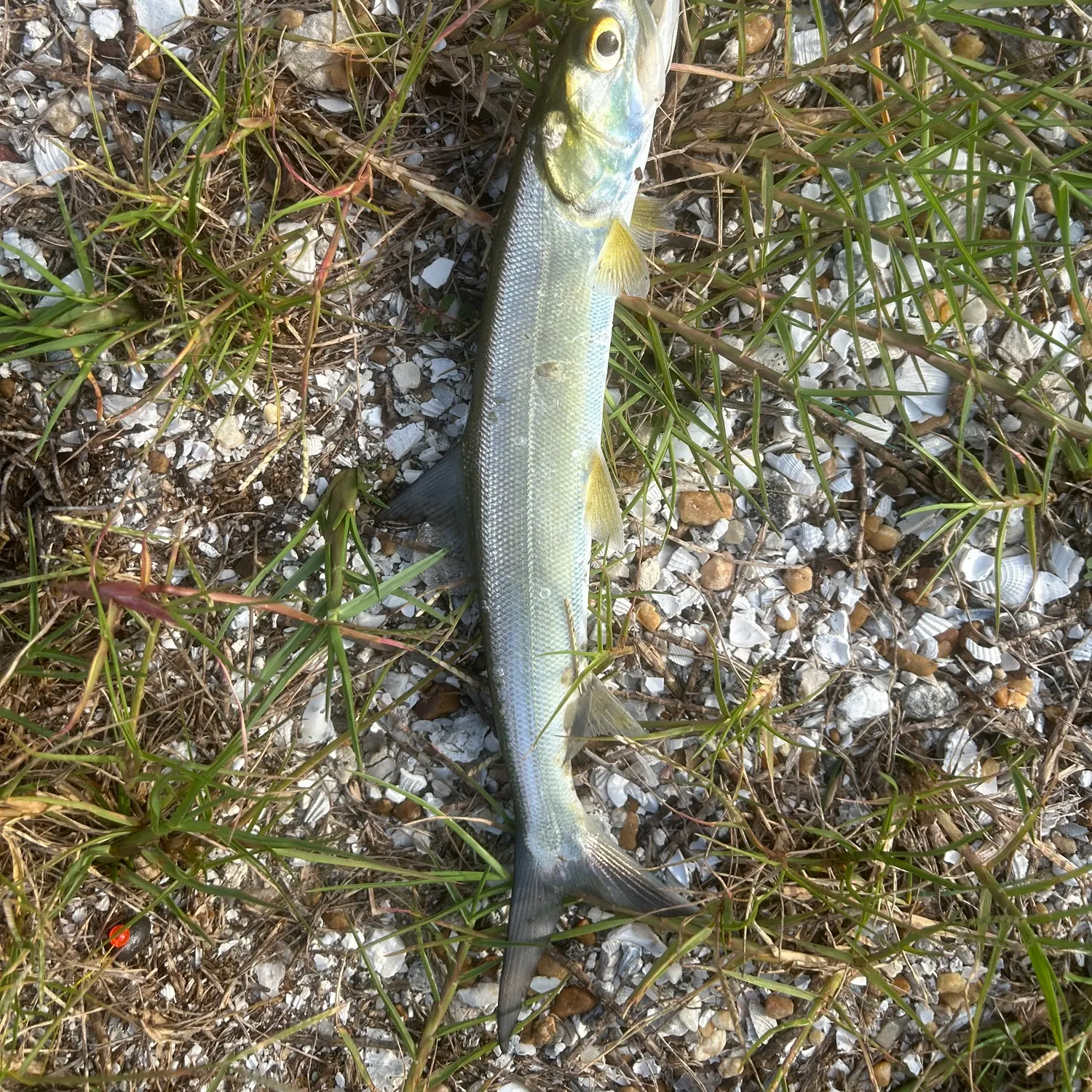 Ladyfish caught on Fishbrain