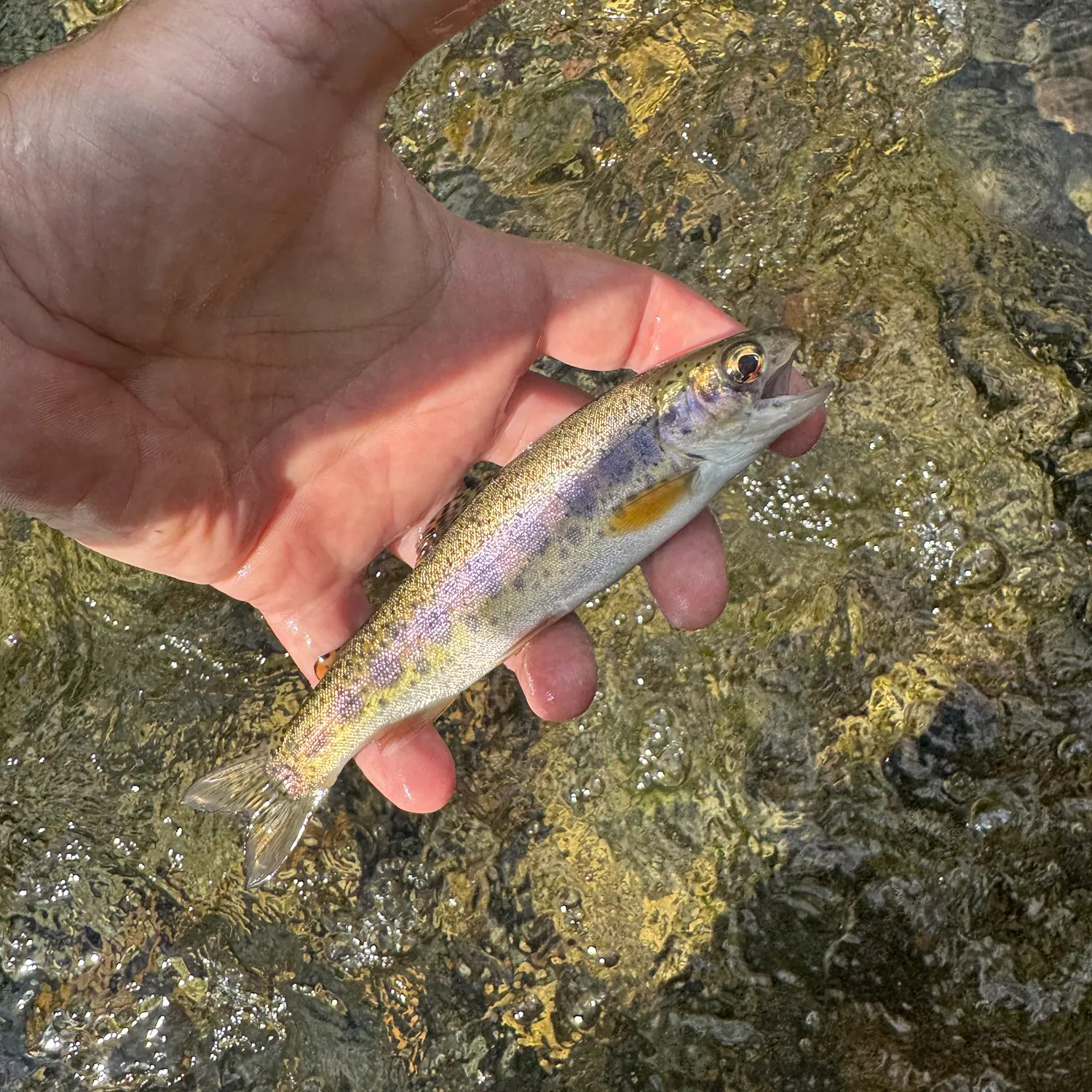 Rainbow trout caught on Fishbrain