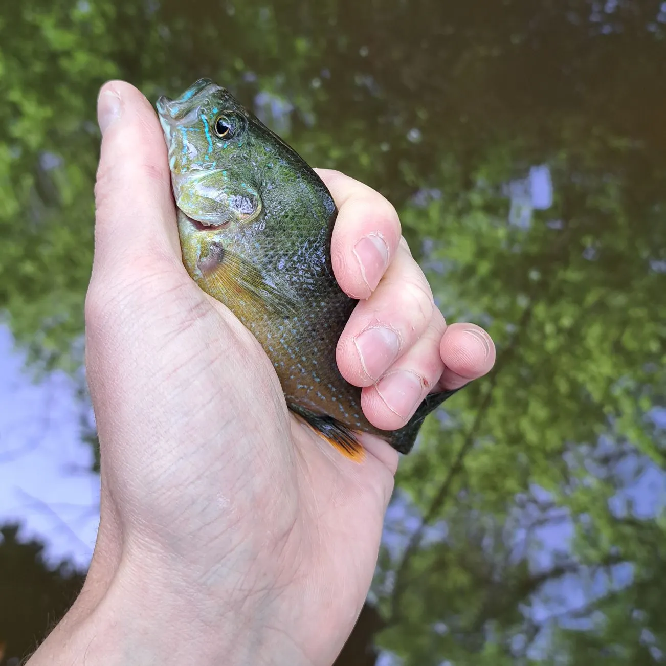 The most recent Green sunfish catches on Fishbrain