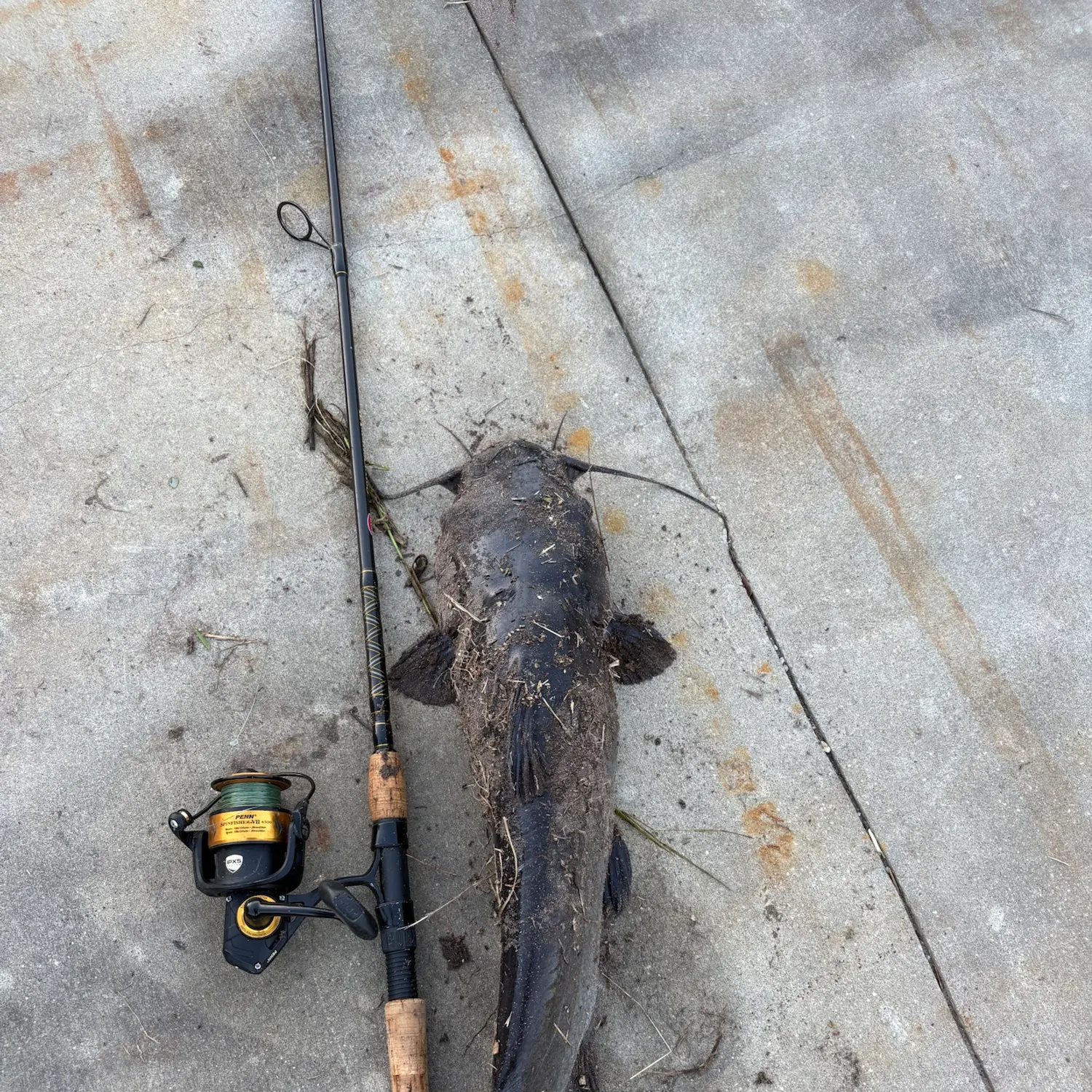 Channel catfish caught on Fishbrain