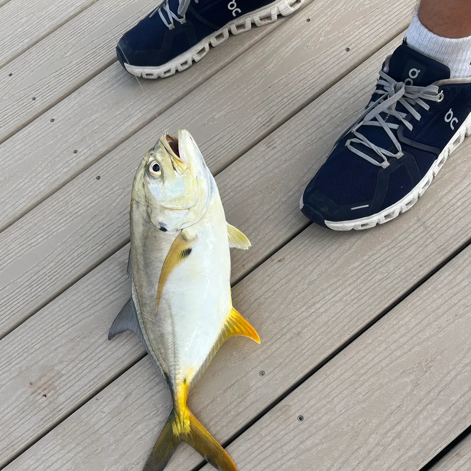 Crevalle jack caught on Fishbrain