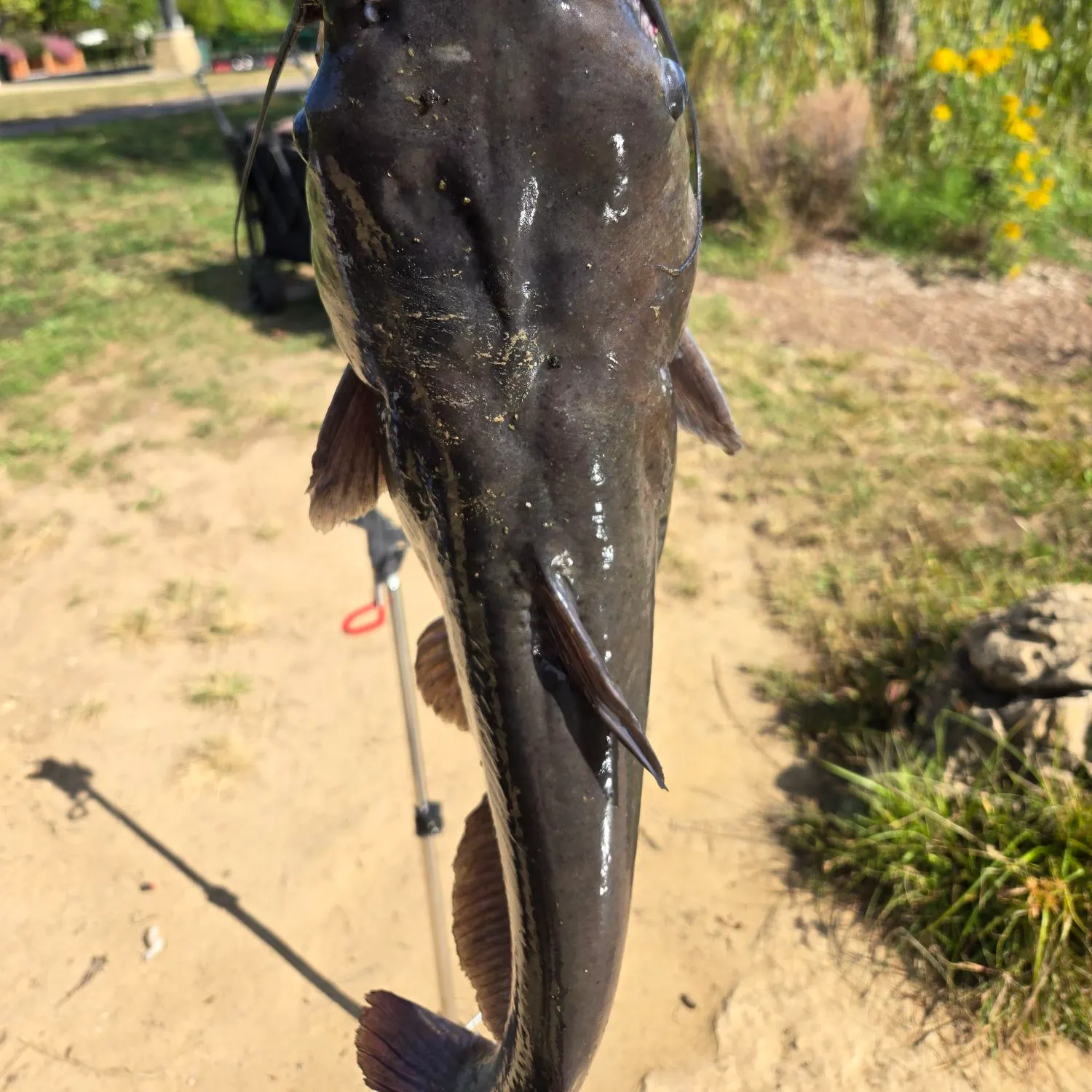 Channel catfish caught on Fishbrain
