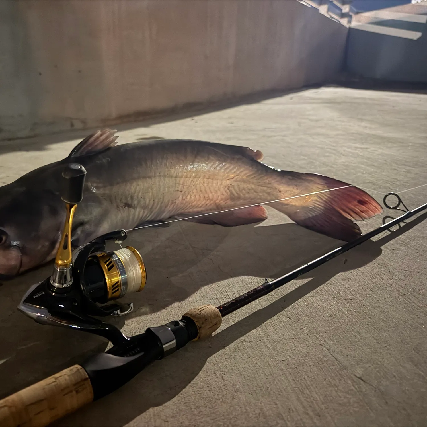 The most recent Channel catfish catches on Fishbrain