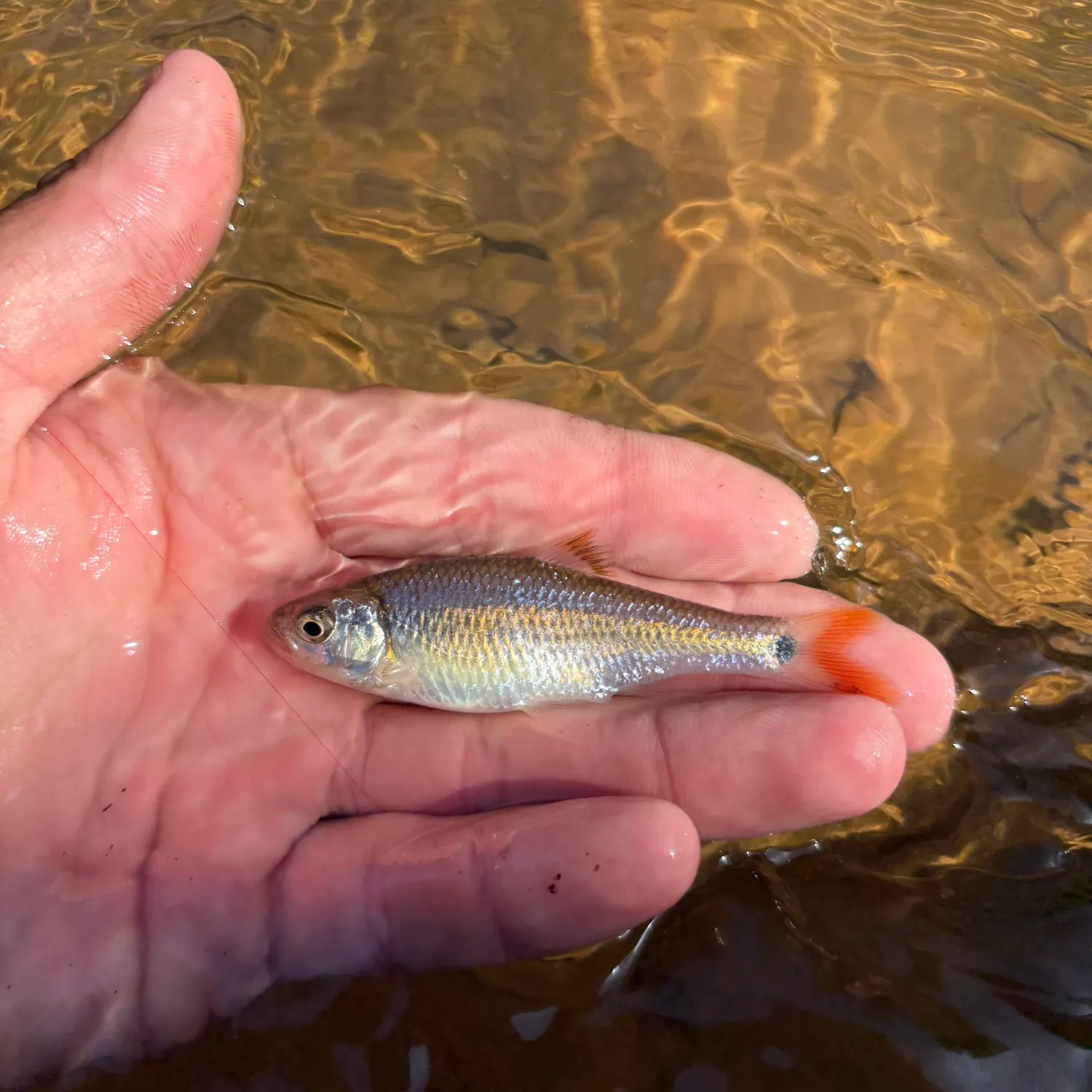 The most recent Bandfin shiner catches on Fishbrain