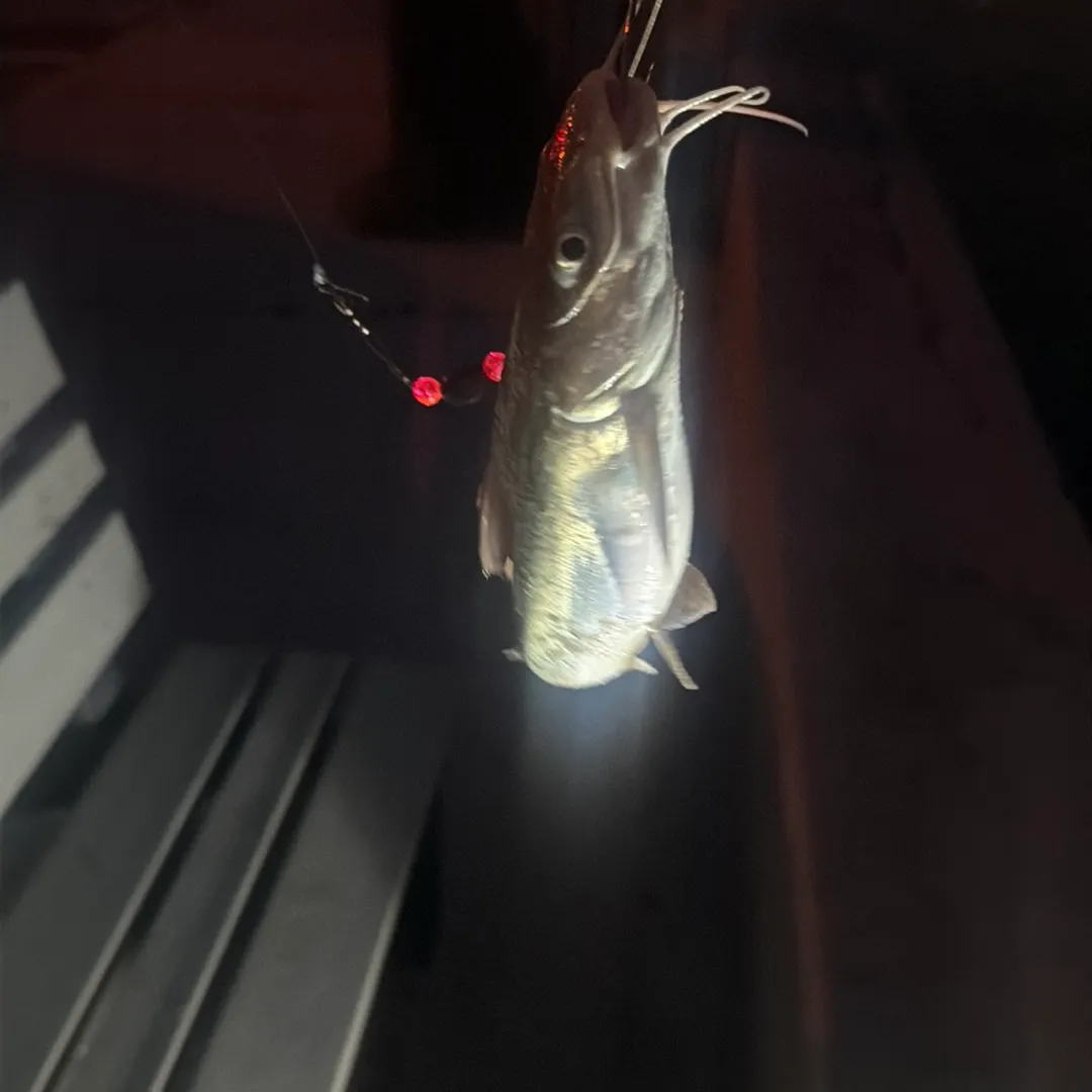 Hardhead sea catfish caught on Fishbrain