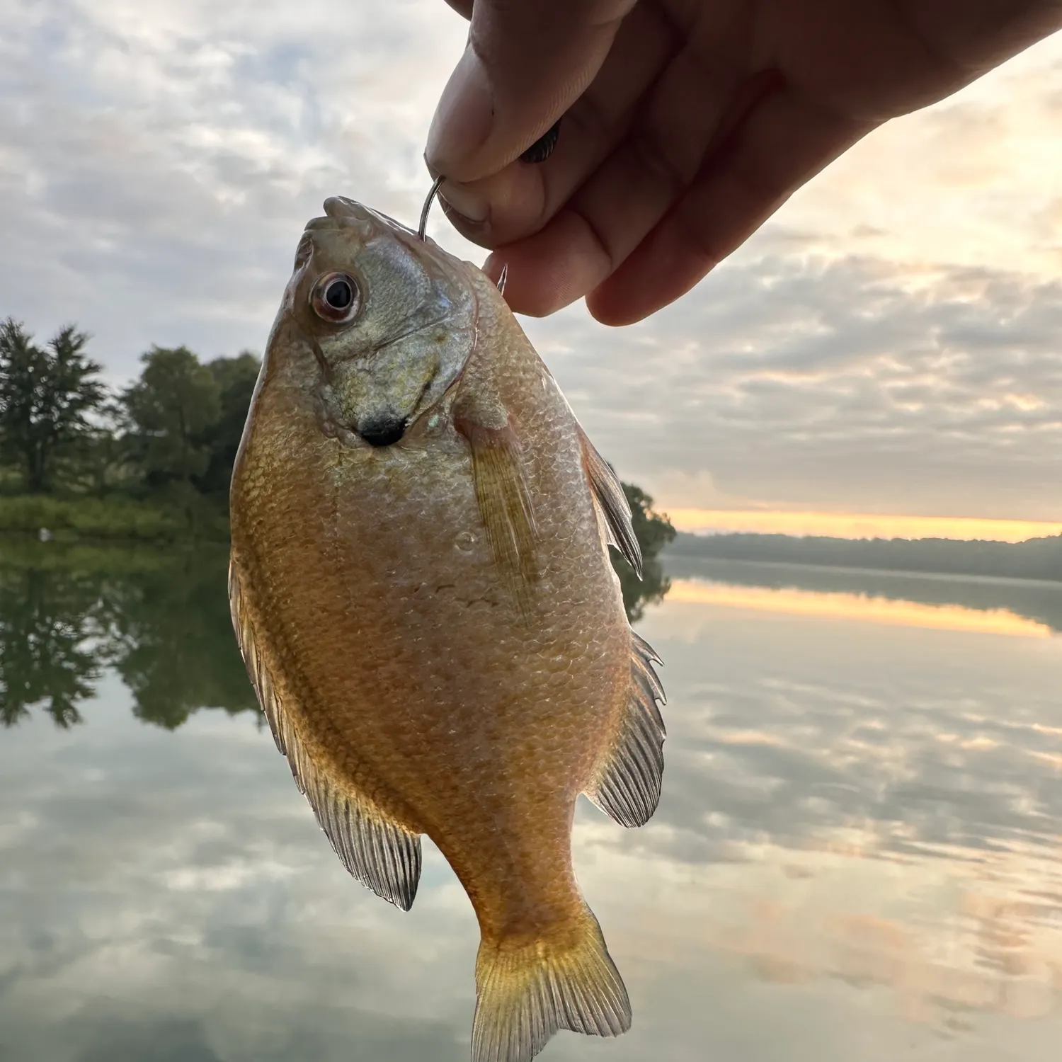 Bluegill caught on Fishbrain