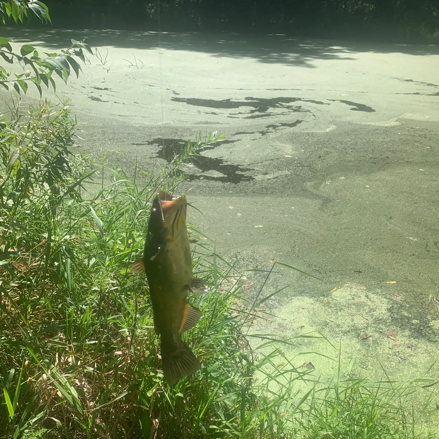 Yellow bullhead caught on Fishbrain