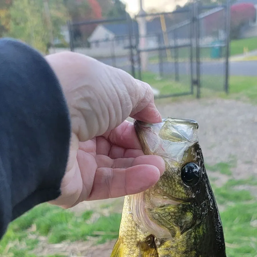 Black crappie caught on Fishbrain
