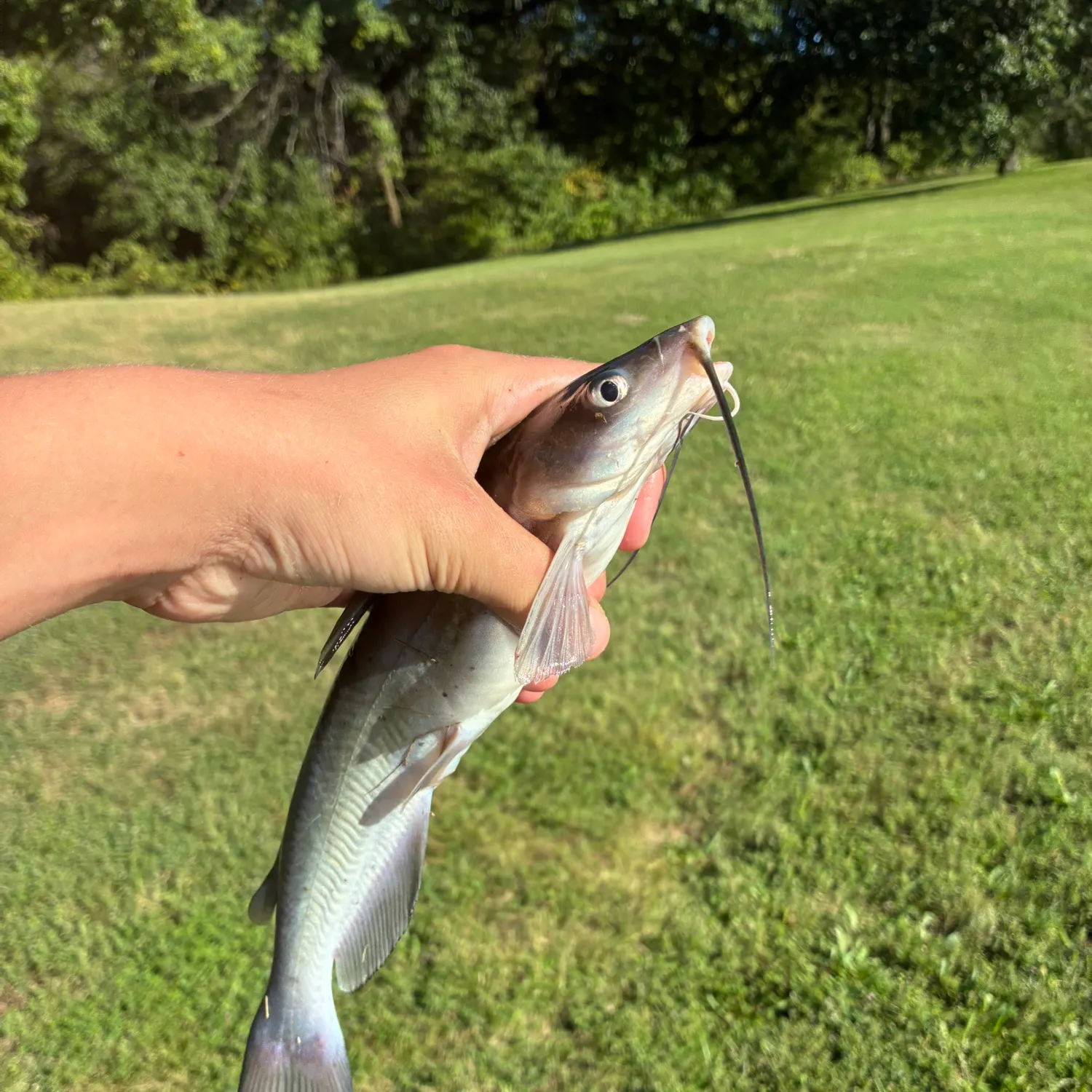 Channel catfish caught on Fishbrain