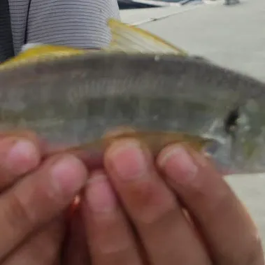 The most recent Atlantic herring catches on Fishbrain