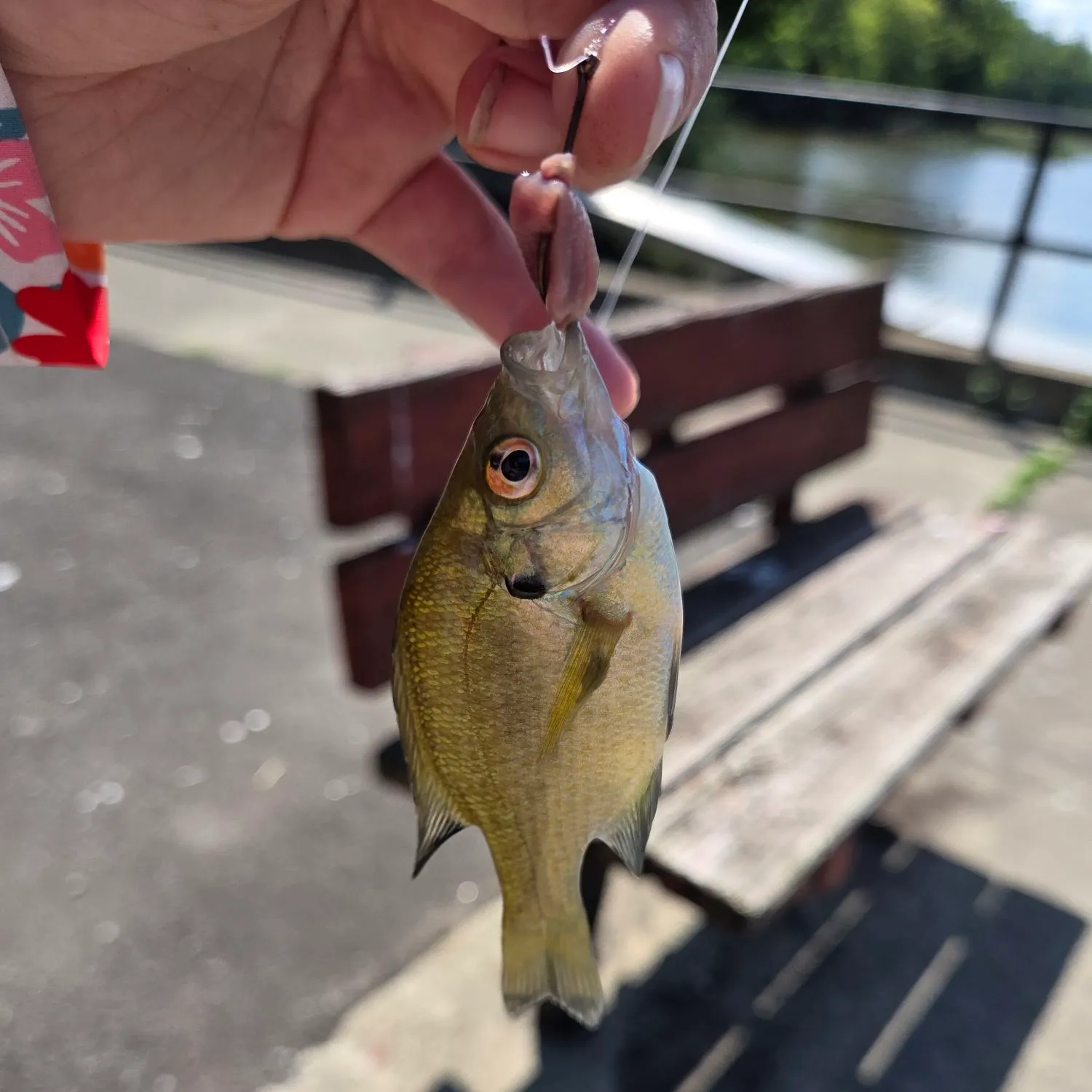Bluegill caught on Fishbrain