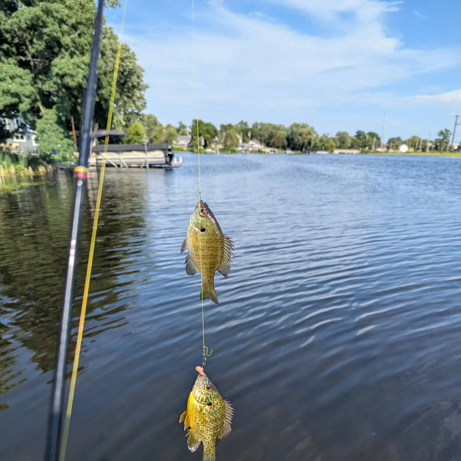 Bluegill caught on Fishbrain