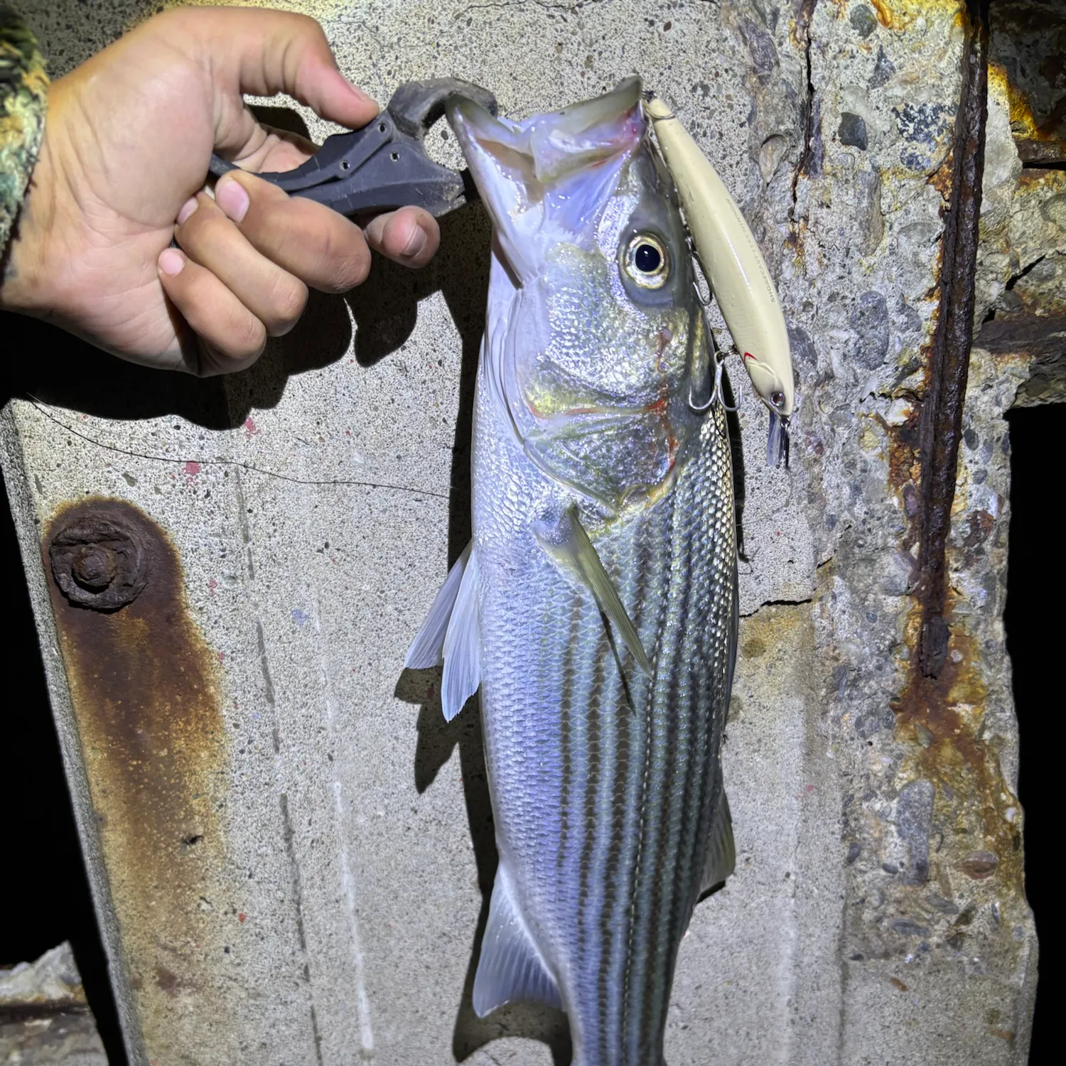 Striped bass caught on Fishbrain