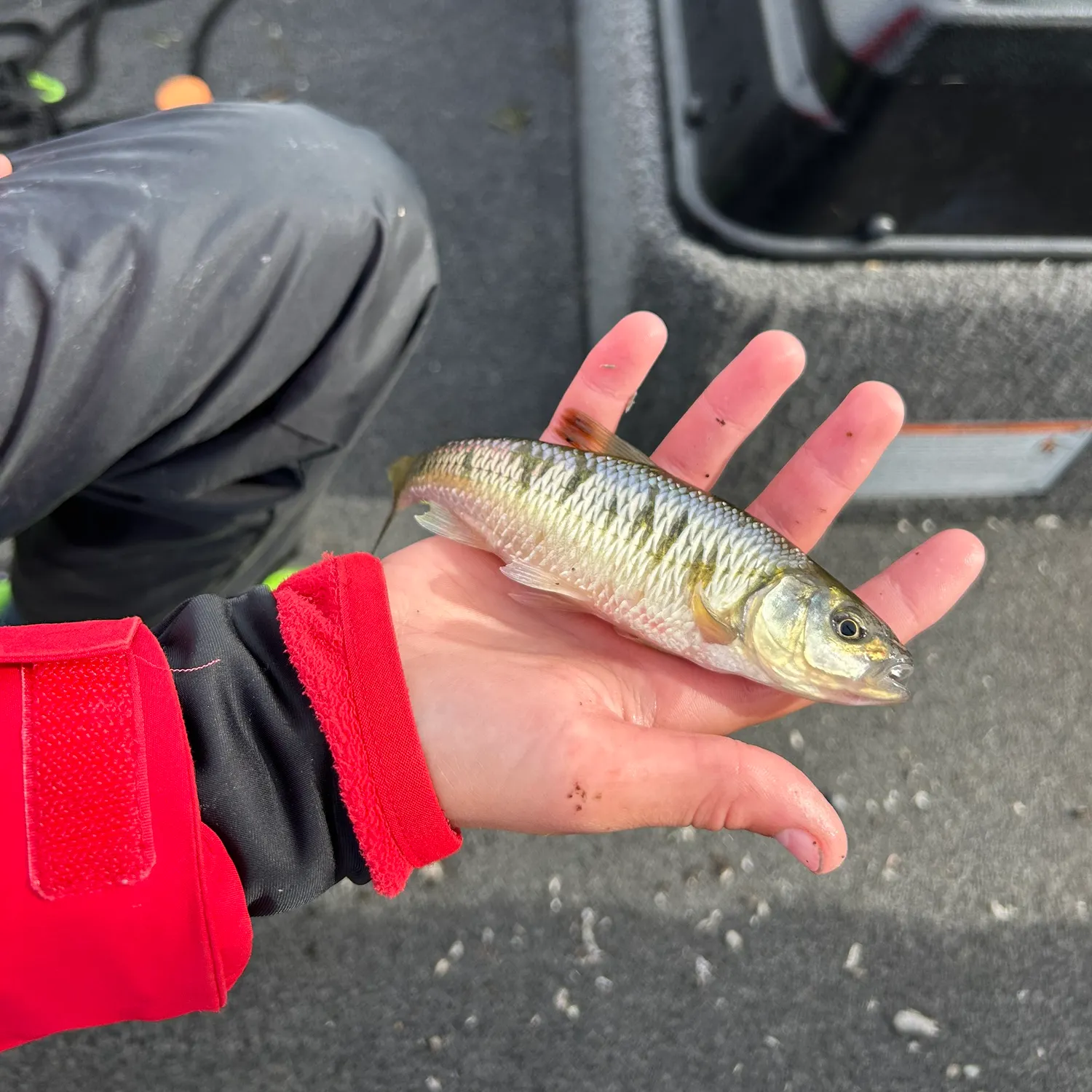 Striped shiner caught on Fishbrain