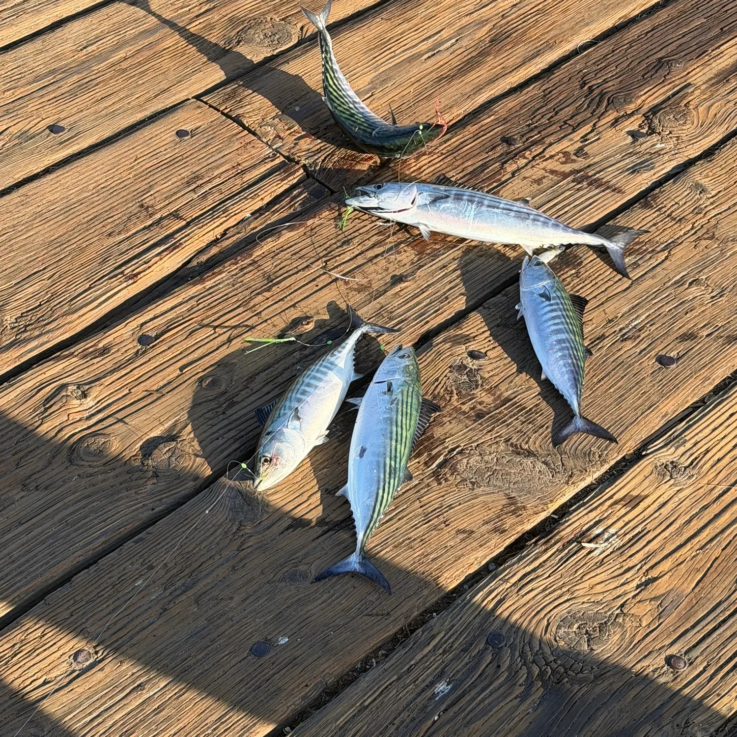The most recent Pacific bonito catches on Fishbrain
