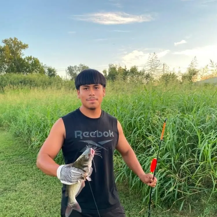 Channel catfish caught on Fishbrain