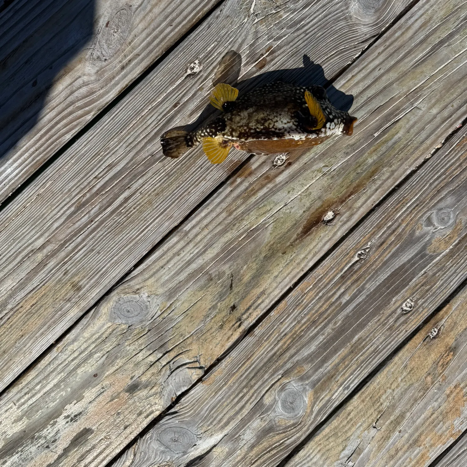 The most recent Spotted trunkfish catches on Fishbrain