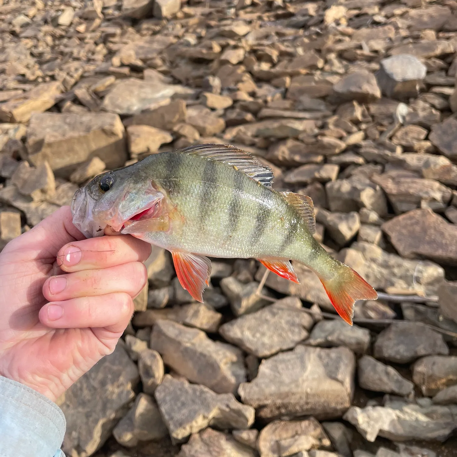 European perch caught on Fishbrain