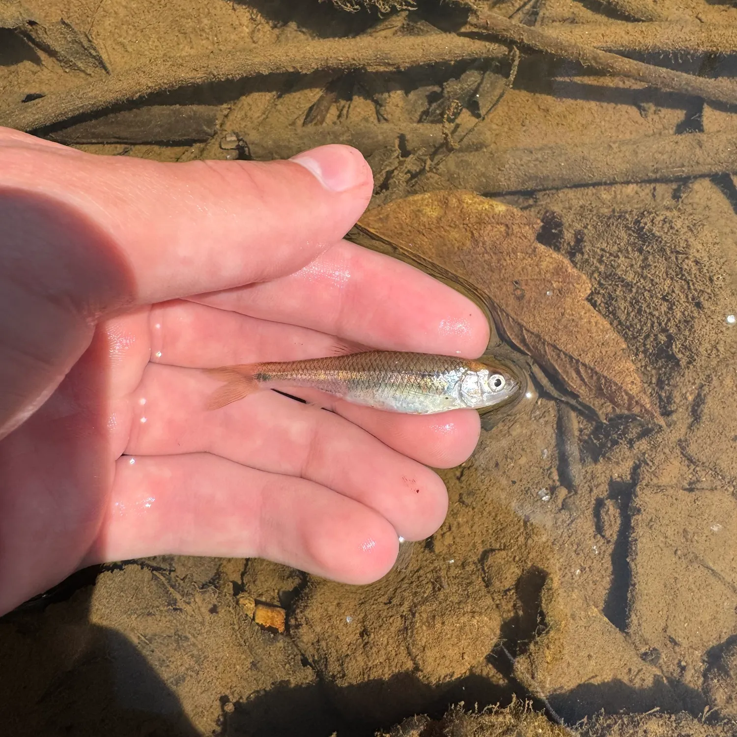 The most recent Spotfin shiner catches on Fishbrain
