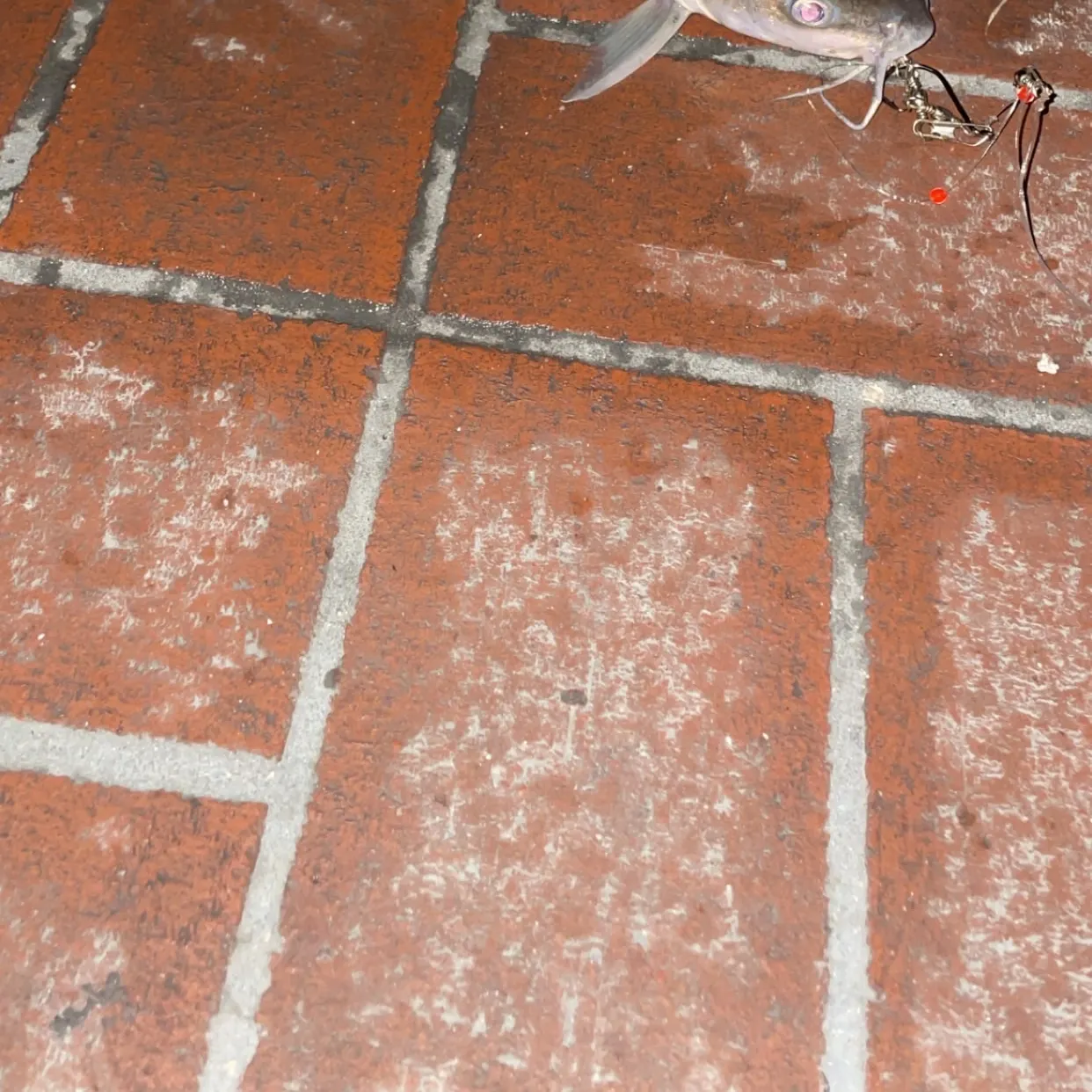 Hardhead sea catfish caught on Fishbrain