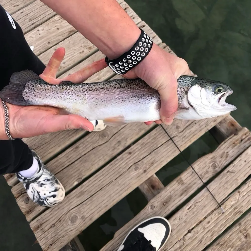 Rainbow trout caught on Fishbrain