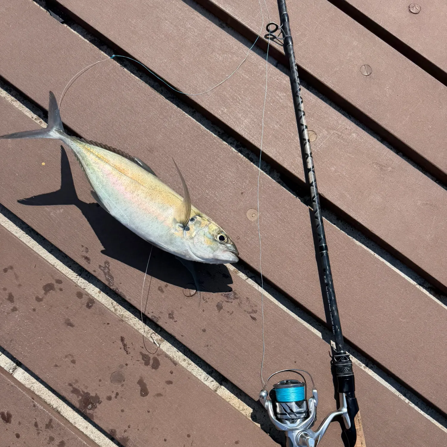 Green jack caught on Fishbrain