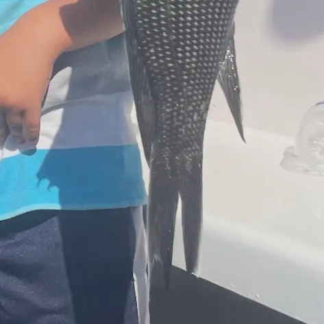 Black sea bass caught on Fishbrain
