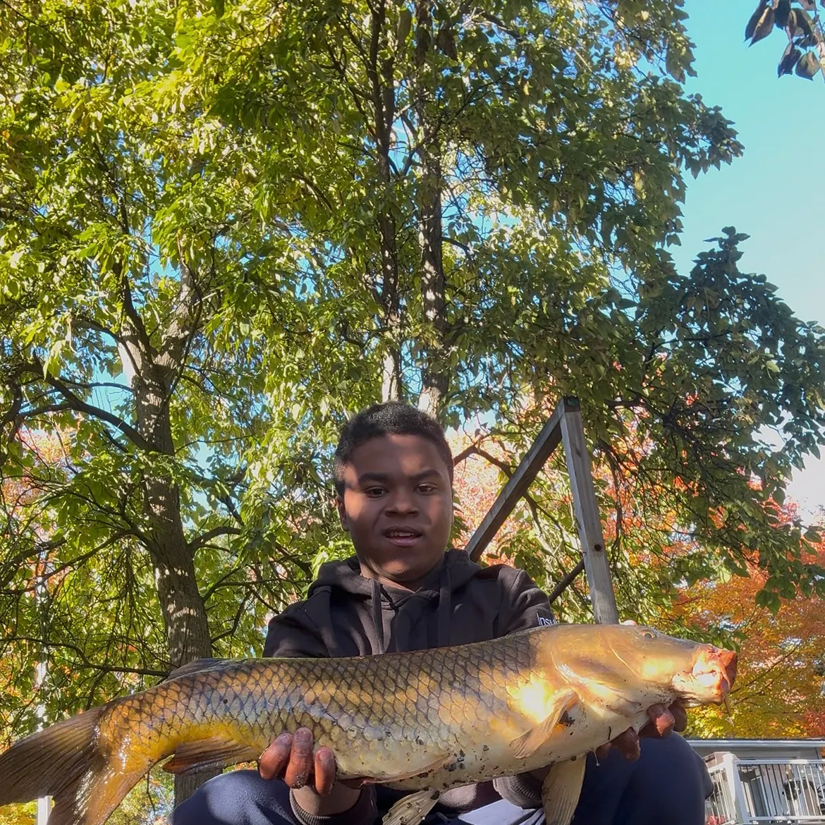 Common carp caught on Fishbrain