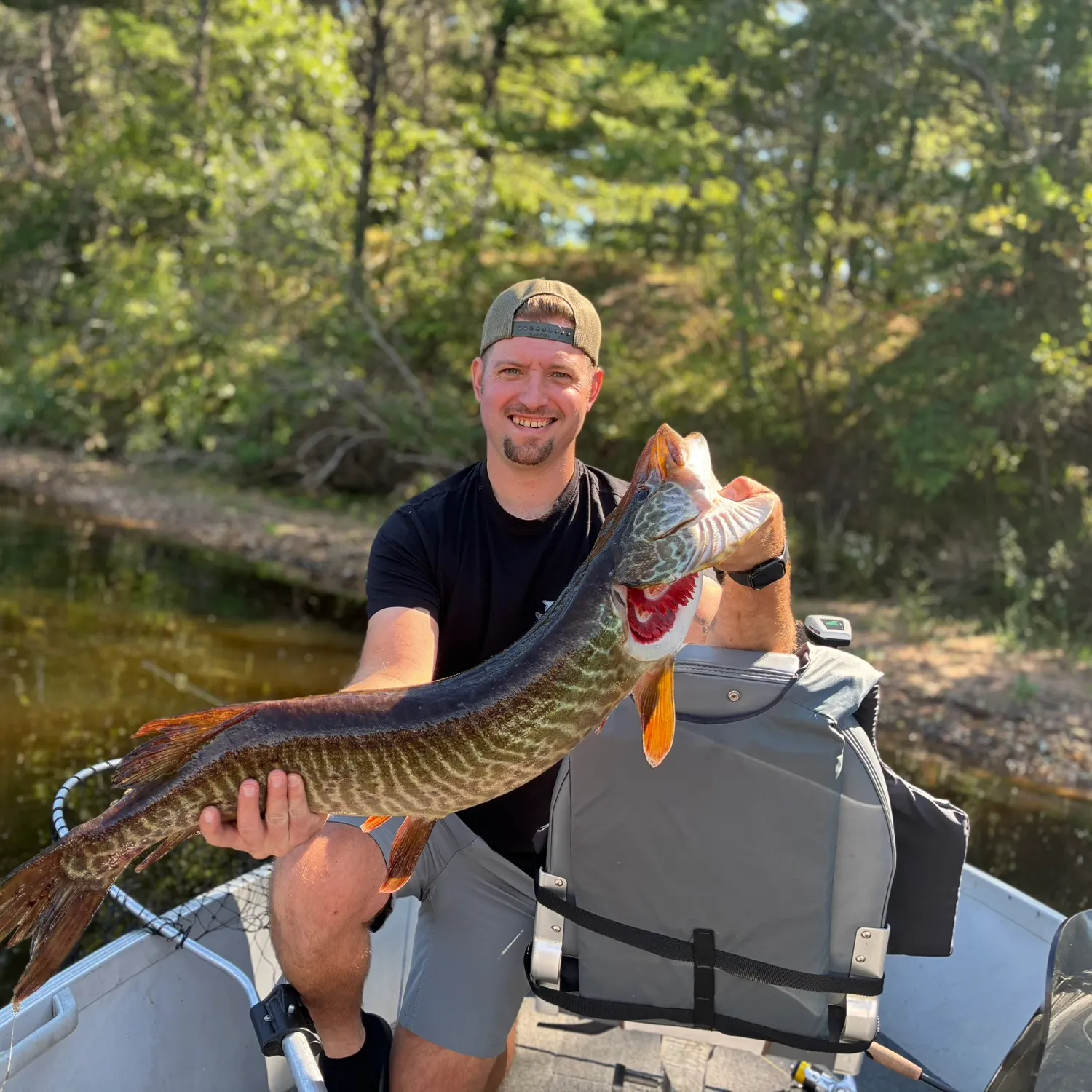 The most recent Muskie catches on Fishbrain