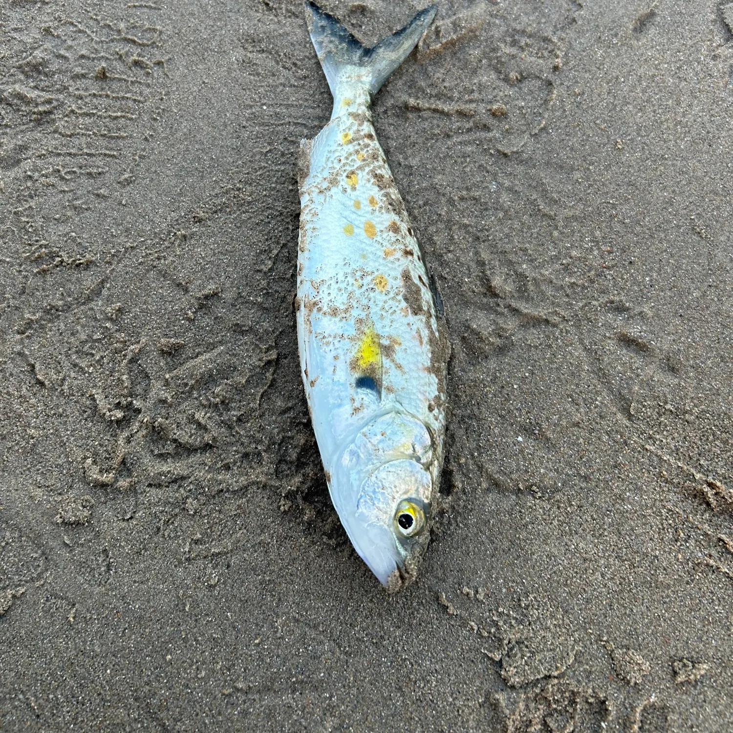 The most recent Eastern Australian salmon catches on Fishbrain