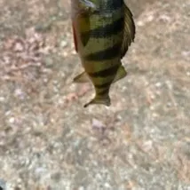 The most recent Yellow perch catches on Fishbrain