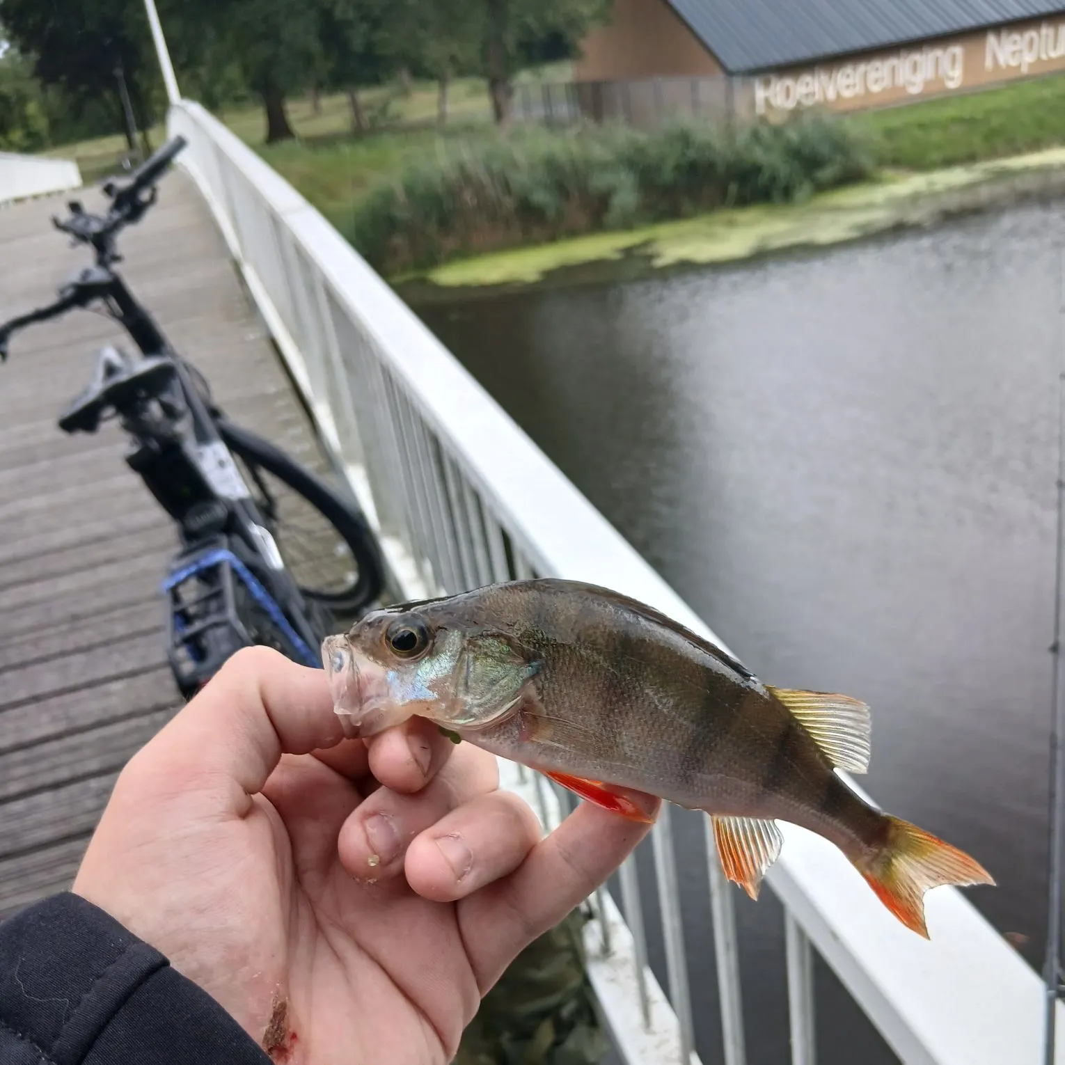 European perch caught on Fishbrain