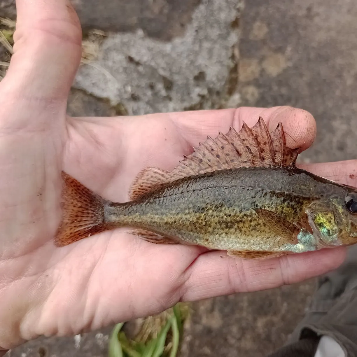 most liked catch image