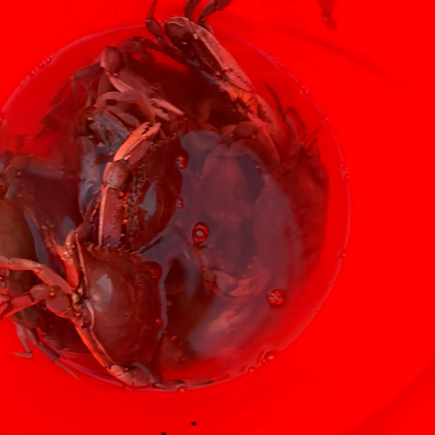 Blue crab caught on Fishbrain
