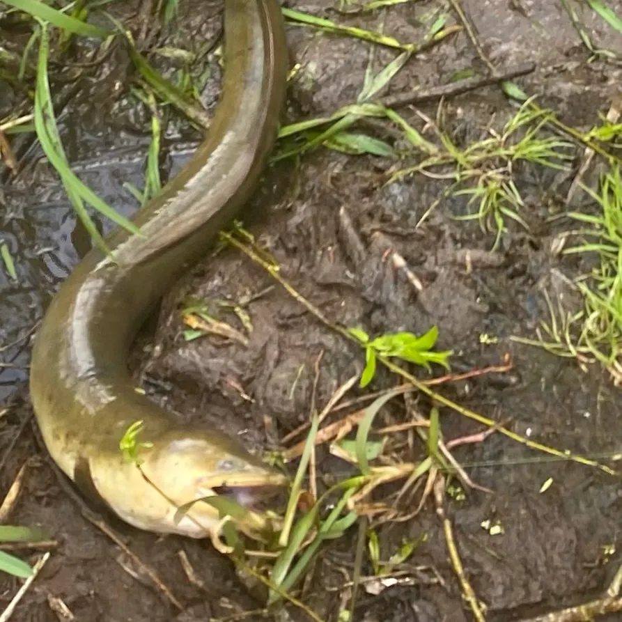 The most recent Shortfin eel catches on Fishbrain