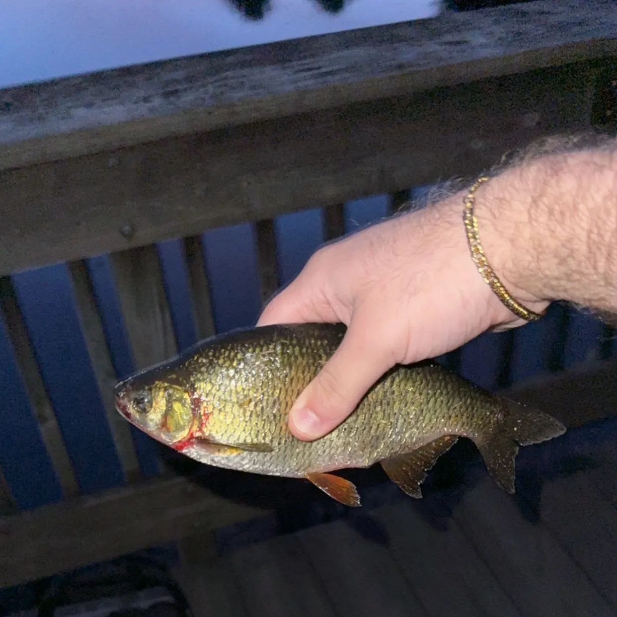 Golden shiner caught on Fishbrain