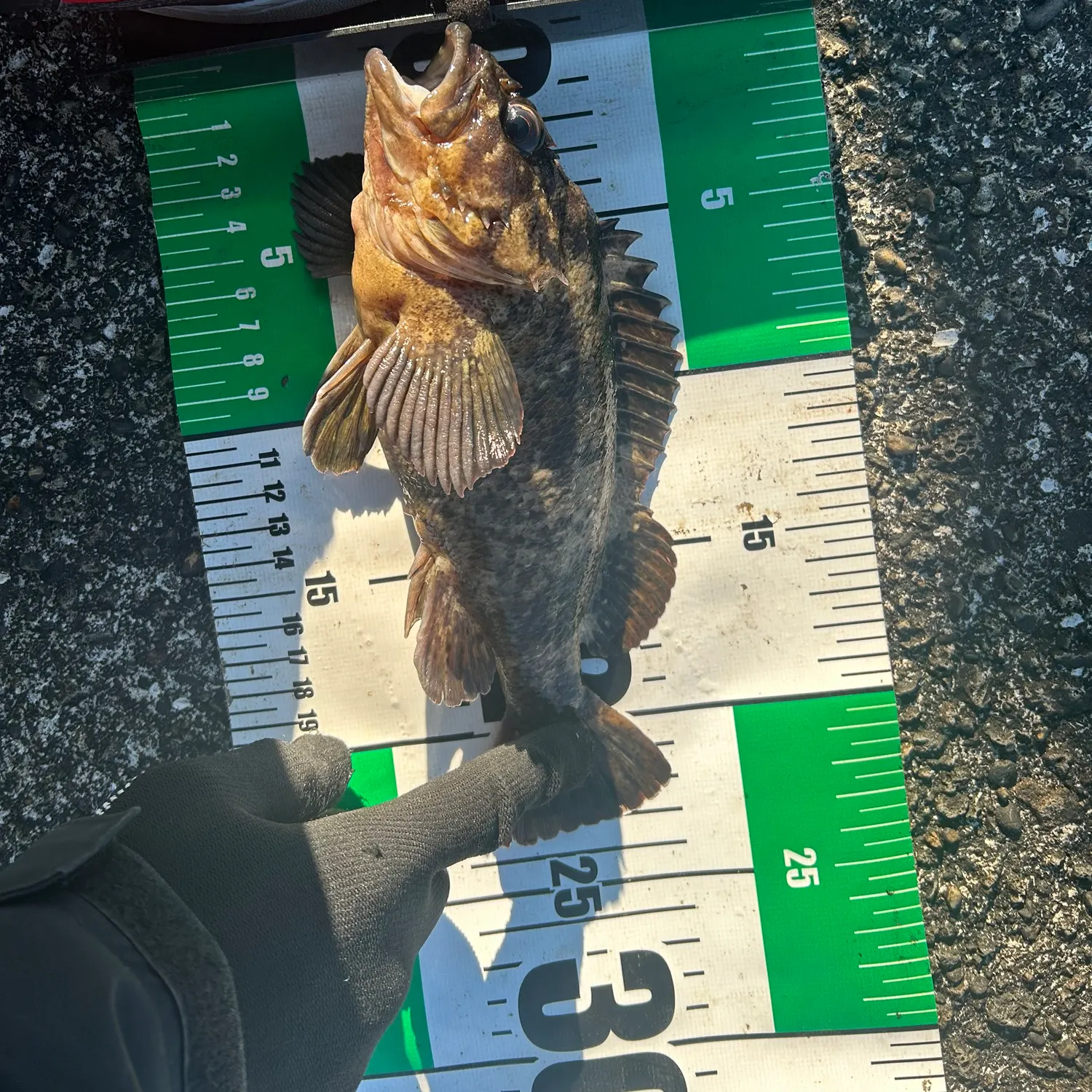 The most recent Marbled Rockfish catches on Fishbrain