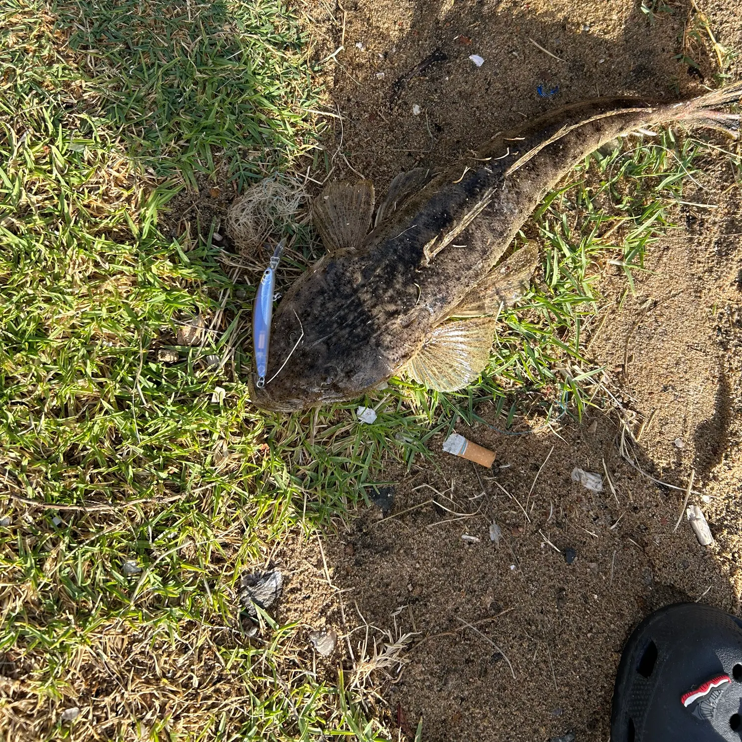 The most recent Bartail flathead catches on Fishbrain