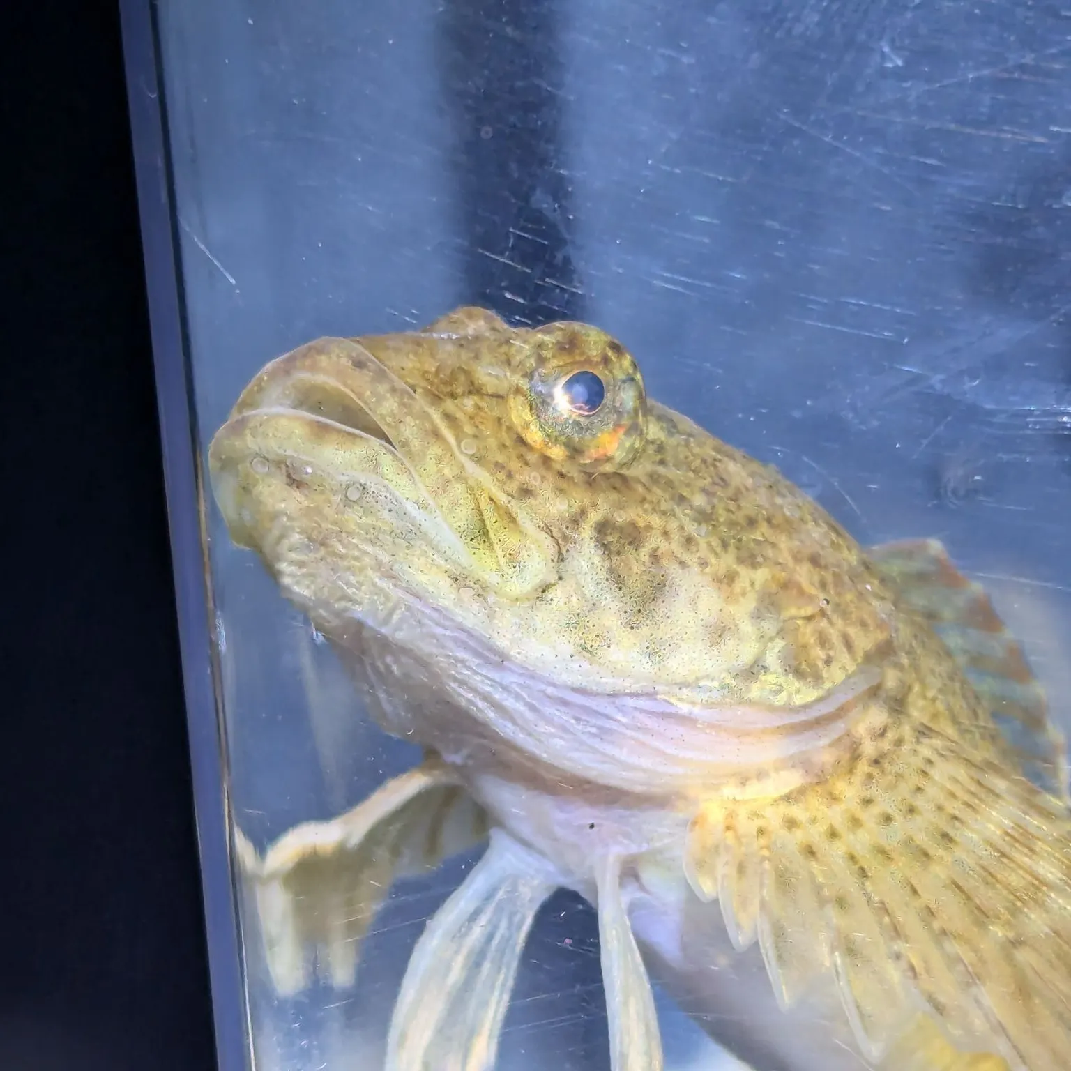 The most recent Slimy sculpin catches on Fishbrain