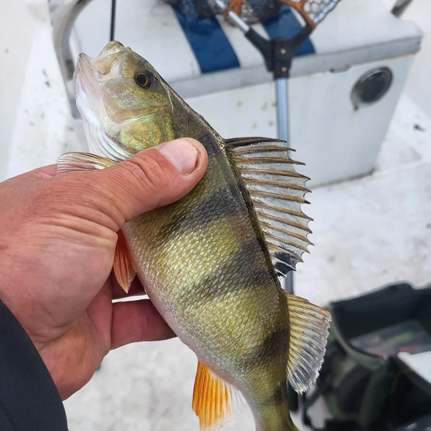 European perch caught on Fishbrain