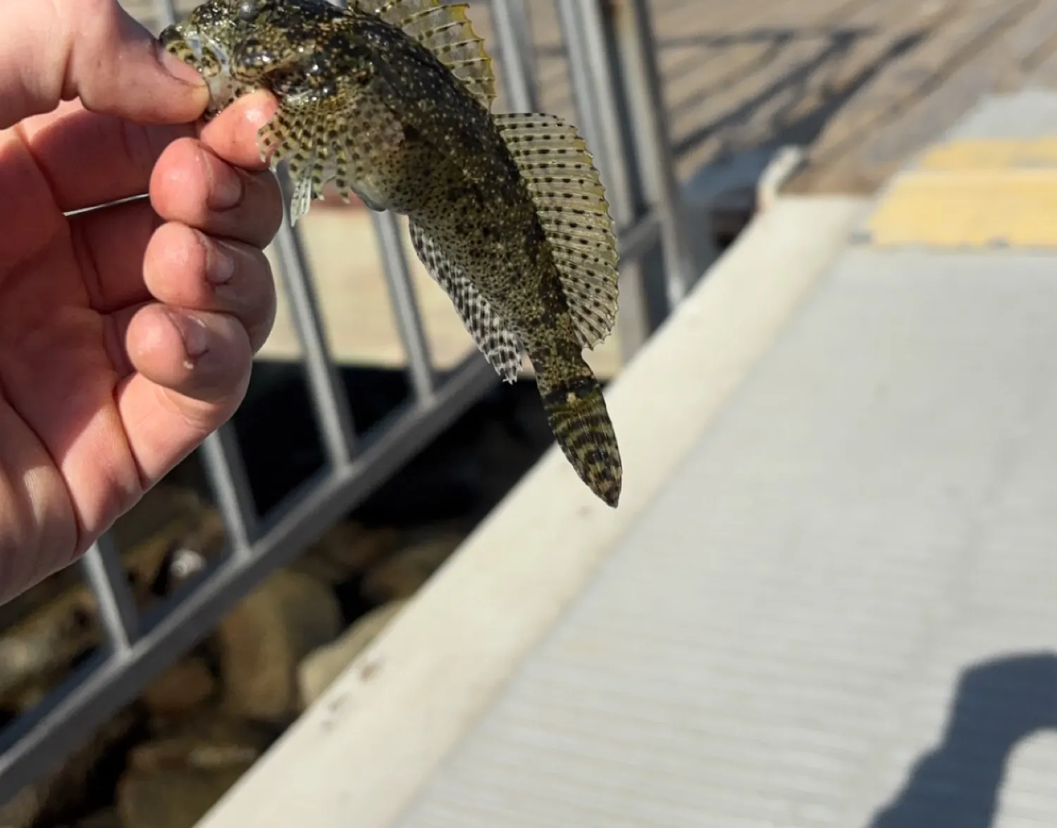 Mottled sculpin