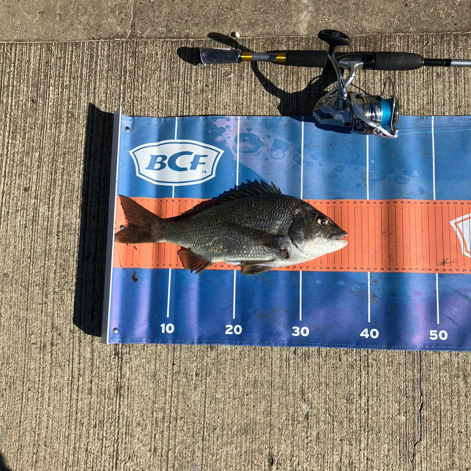 The most recent Southern black bream catches on Fishbrain